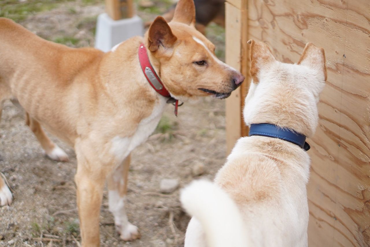 犬舎内の抗争 猟犬日誌 犬舎内の抗争 猟犬日誌