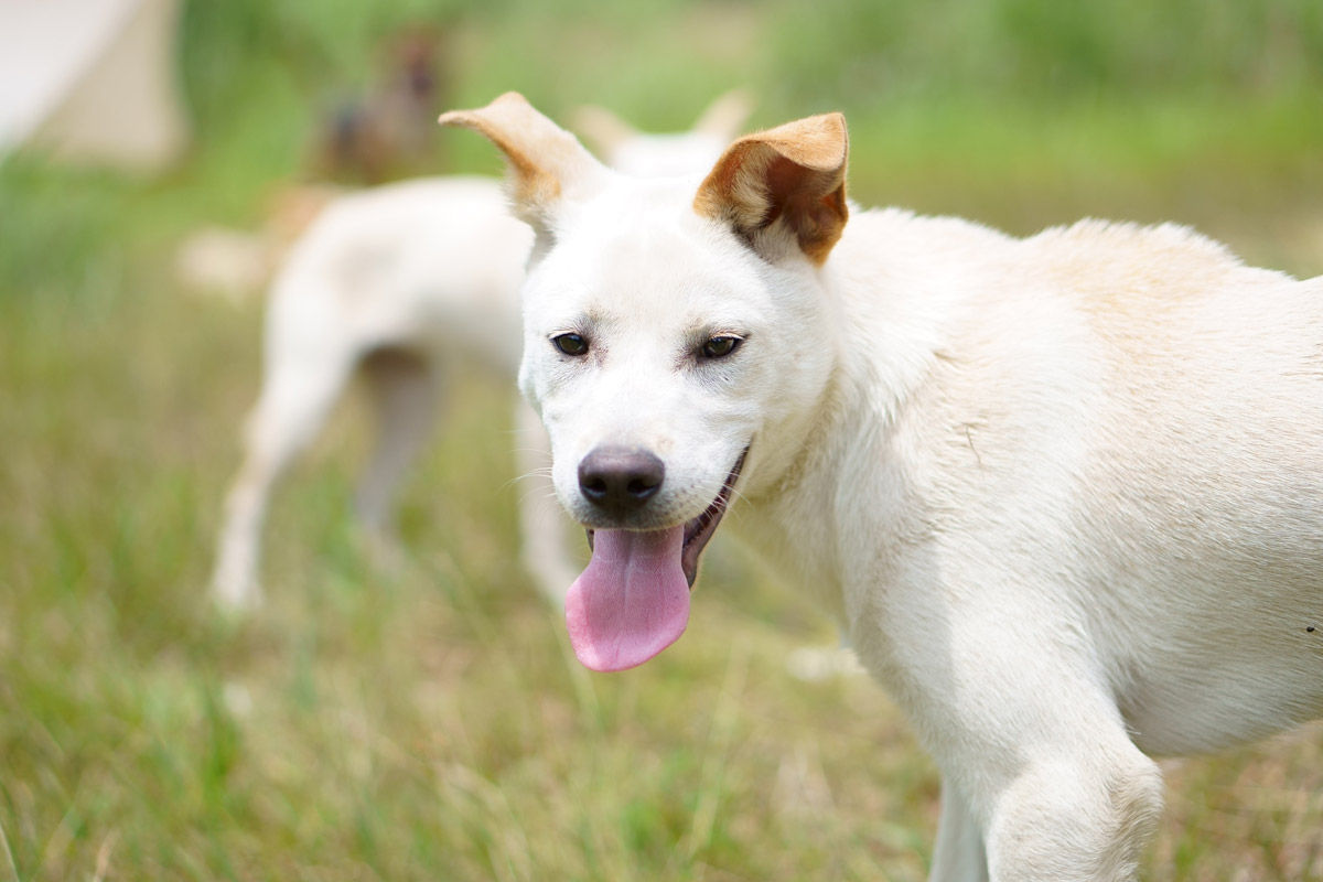 犬種別・猟犬訓練法 15犬種の特性/訓練/使い方百科 Amazon.co.jp: 犬種別 猟犬訓練法 15犬種の特性訓練使い方百科