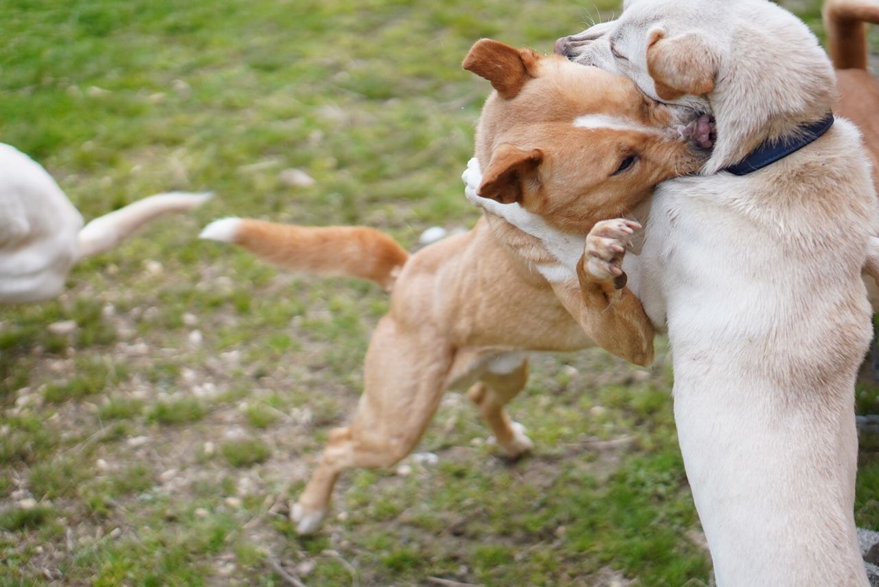 犬舎内の抗争 猟犬日誌
