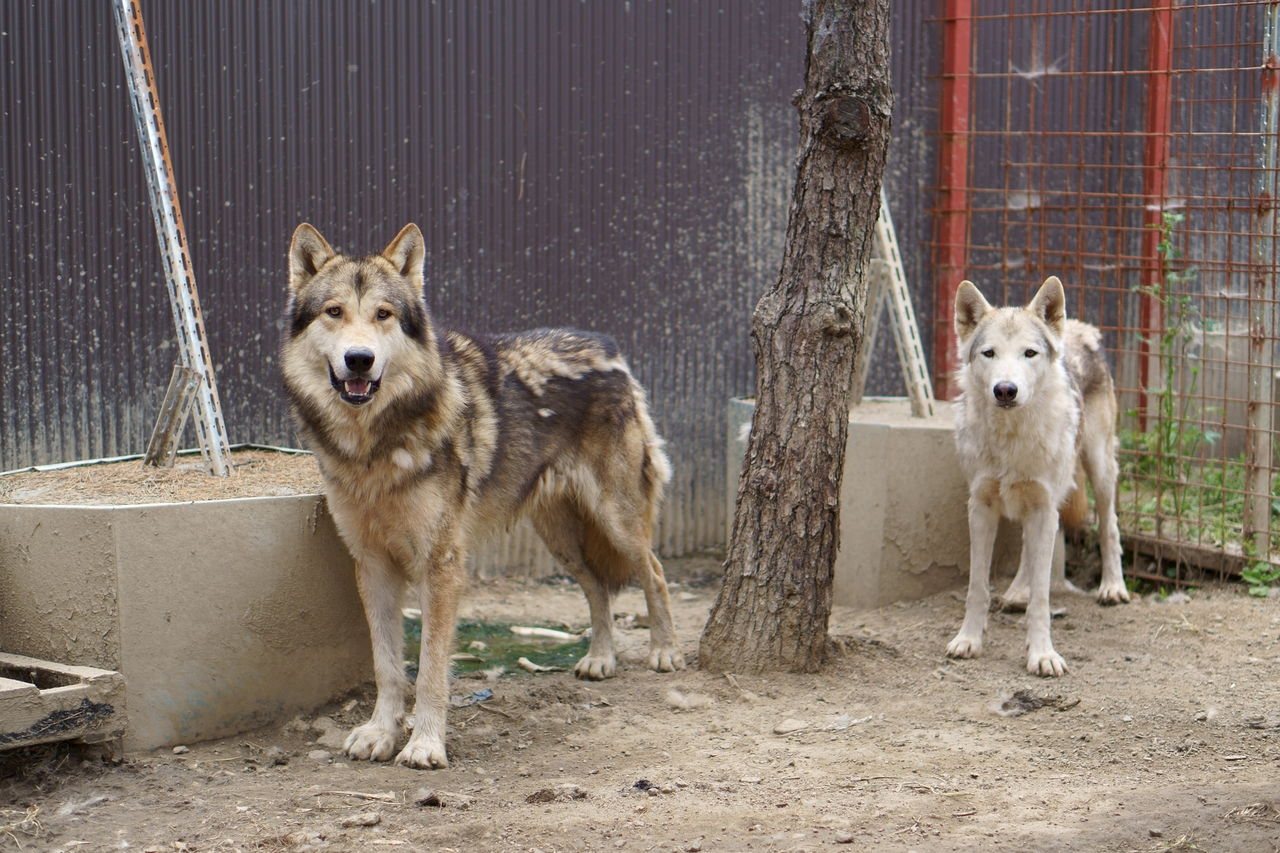 狼犬の犬舎へ遊びに行って来ました 猟犬日誌