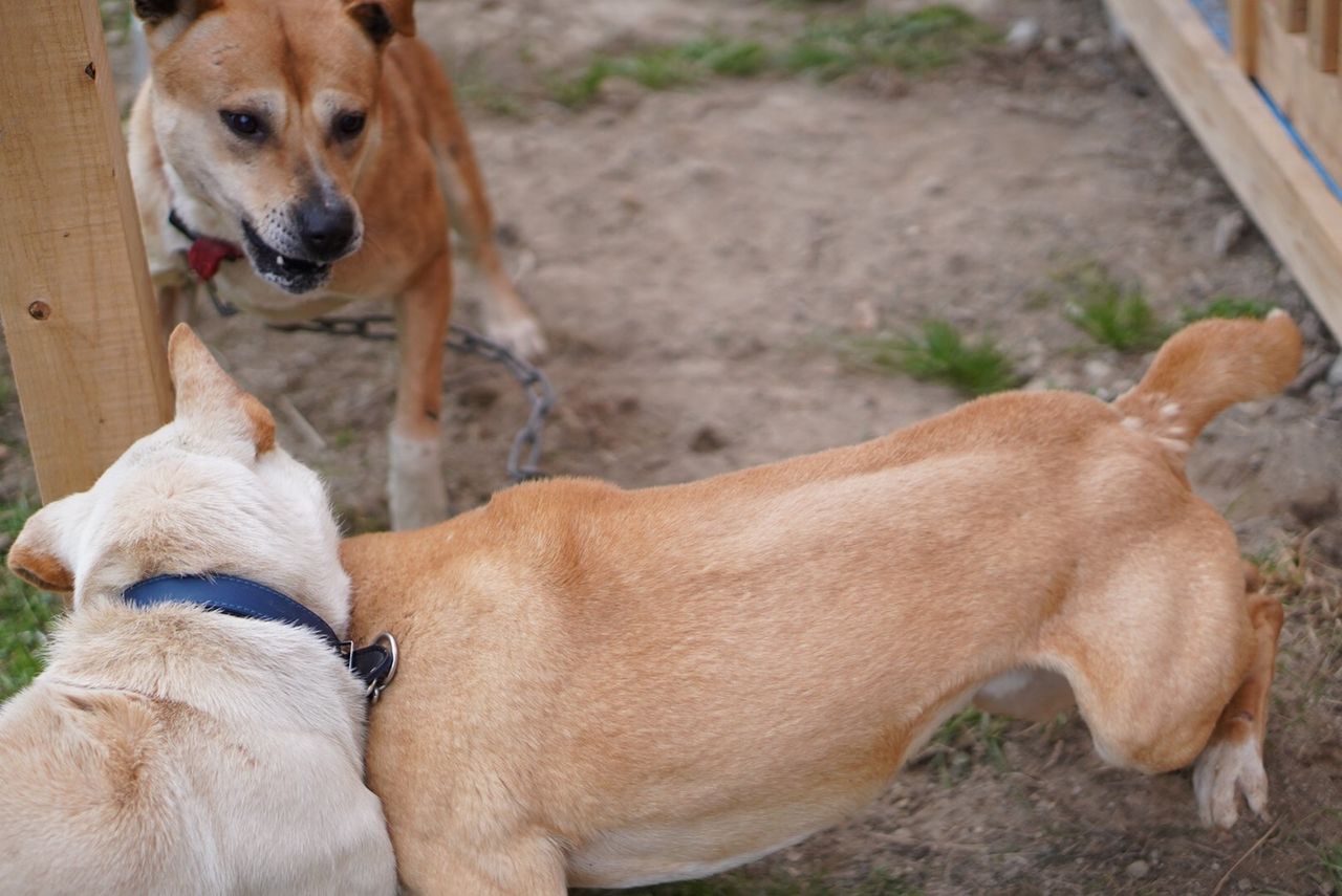 犬舎内の抗争 猟犬日誌