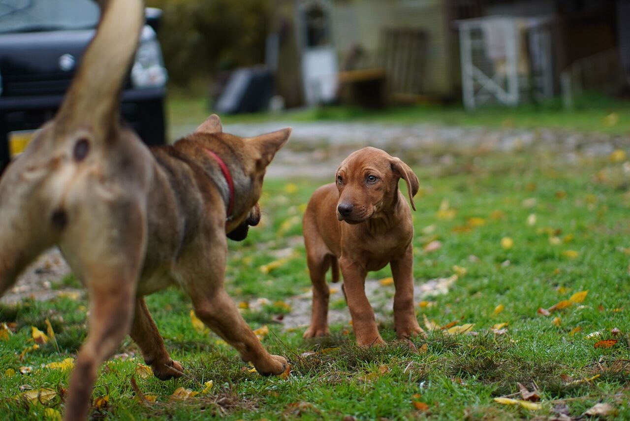 リッチー生後７か月目のサイズ感 猟犬日誌