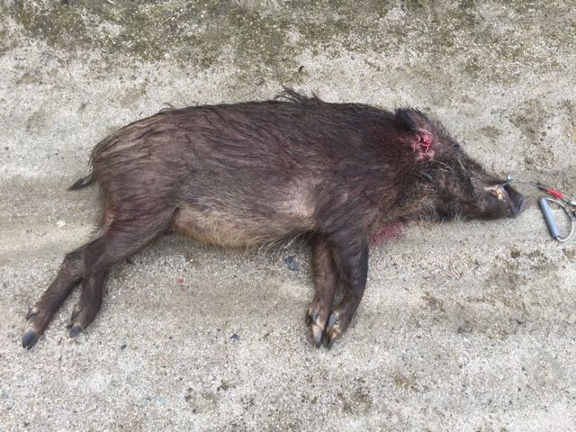 閲覧注意 60kgメスと100kgオス 猟犬日誌
