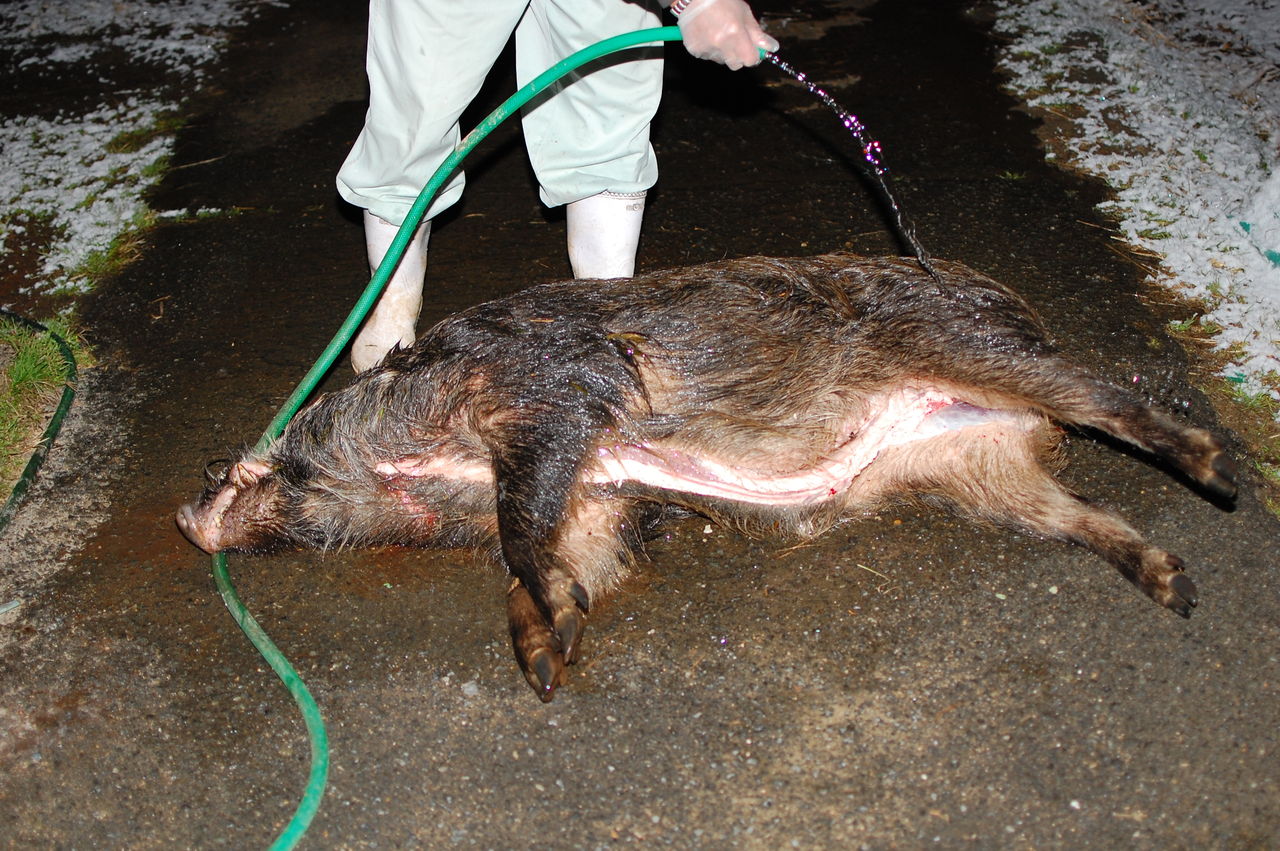 ついにエルだけで100kgの猪を捕獲 猟犬日誌