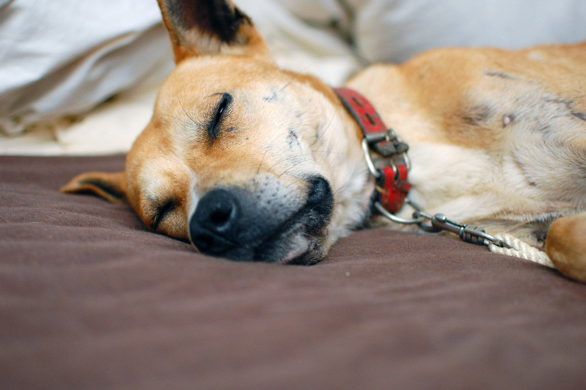 夏に犬を運動させておくメリット 猟犬日誌 夏に犬を運動させておくメリット 猟犬日誌