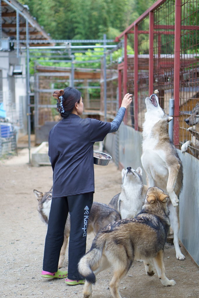 狼犬の犬舎へ遊びに行って来ました 猟犬日誌 狼犬の犬舎へ遊びに行って来ました 猟犬日誌