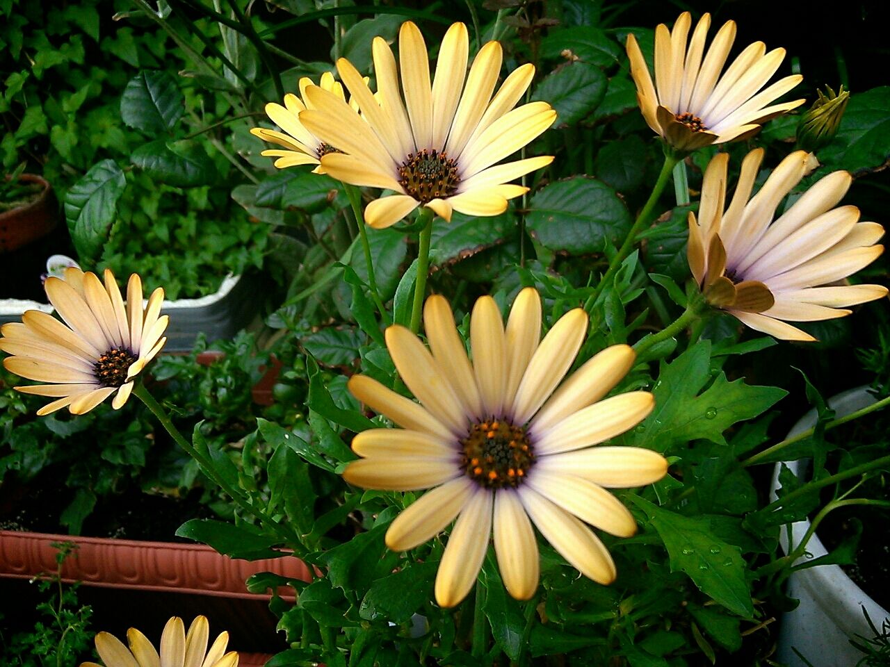 我が家の花 散る花もあり 我が家の花 散る花もあり