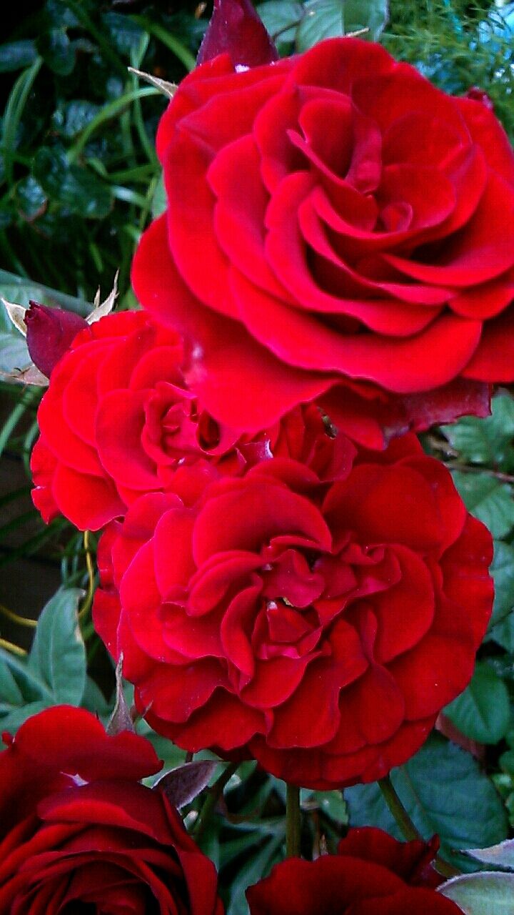 薔薇 散る花もあり