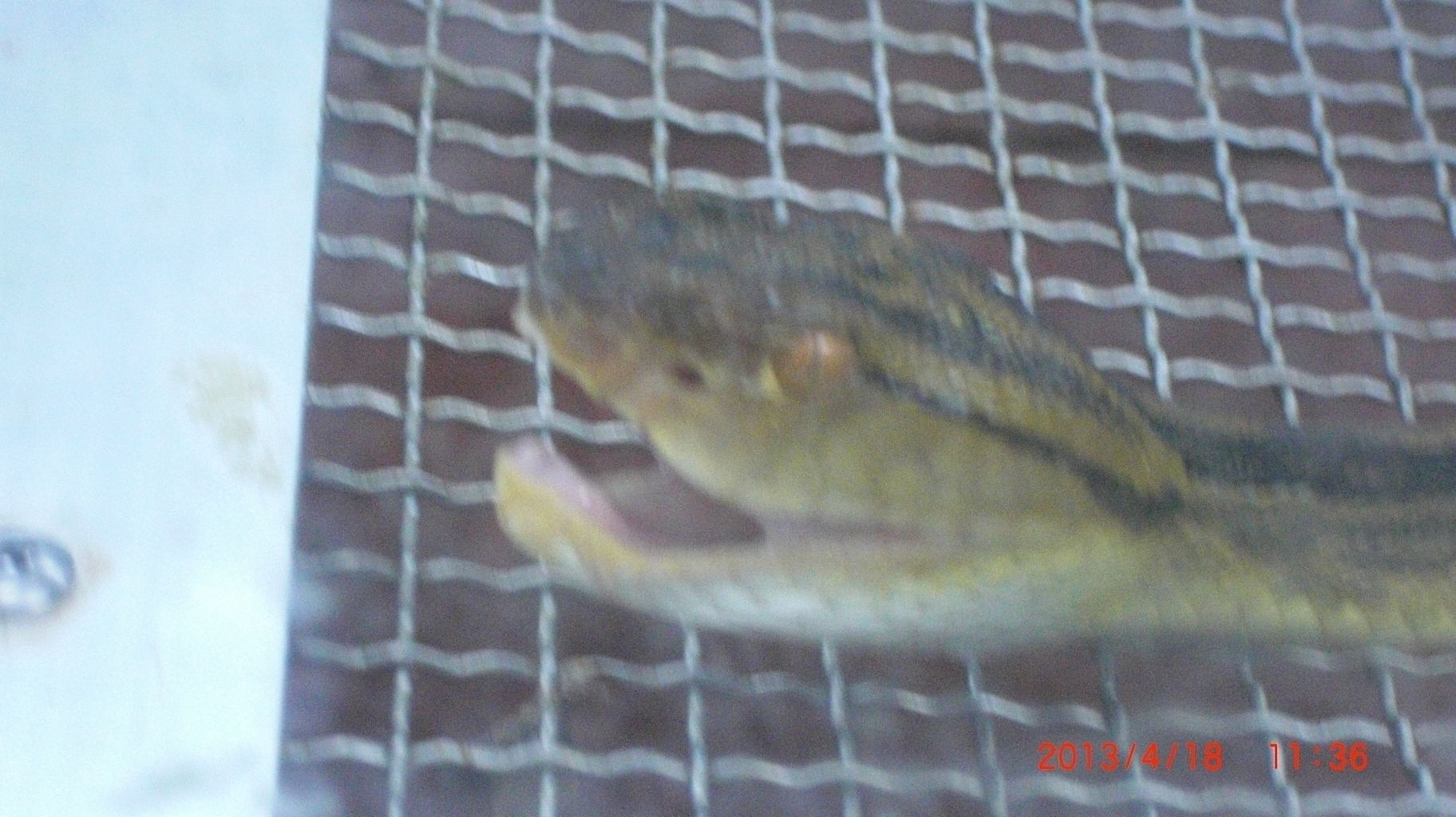 奄美大島 名瀬観光 風まかせ Blue 日記