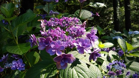 IMG_20200620_091438364