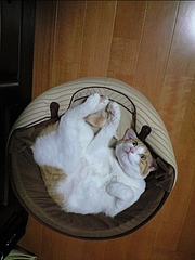 ����ΤҤȤȤ������礤�ȤҤȵ٤ߡ�