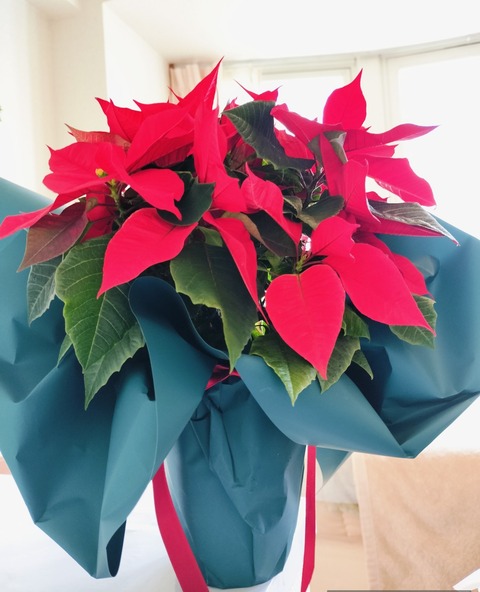 Collage_2024-11-27_19_52_42~2