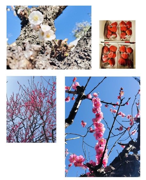 Collage_2026-02-23_13_38_34~2