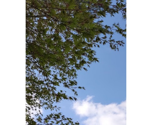 Collage 2022-04-22 15_59_47~2