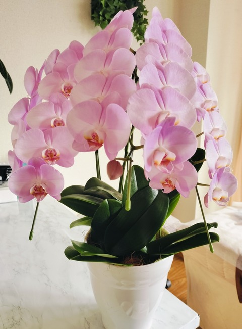 Collage_2025-11-04_15_35_37~2