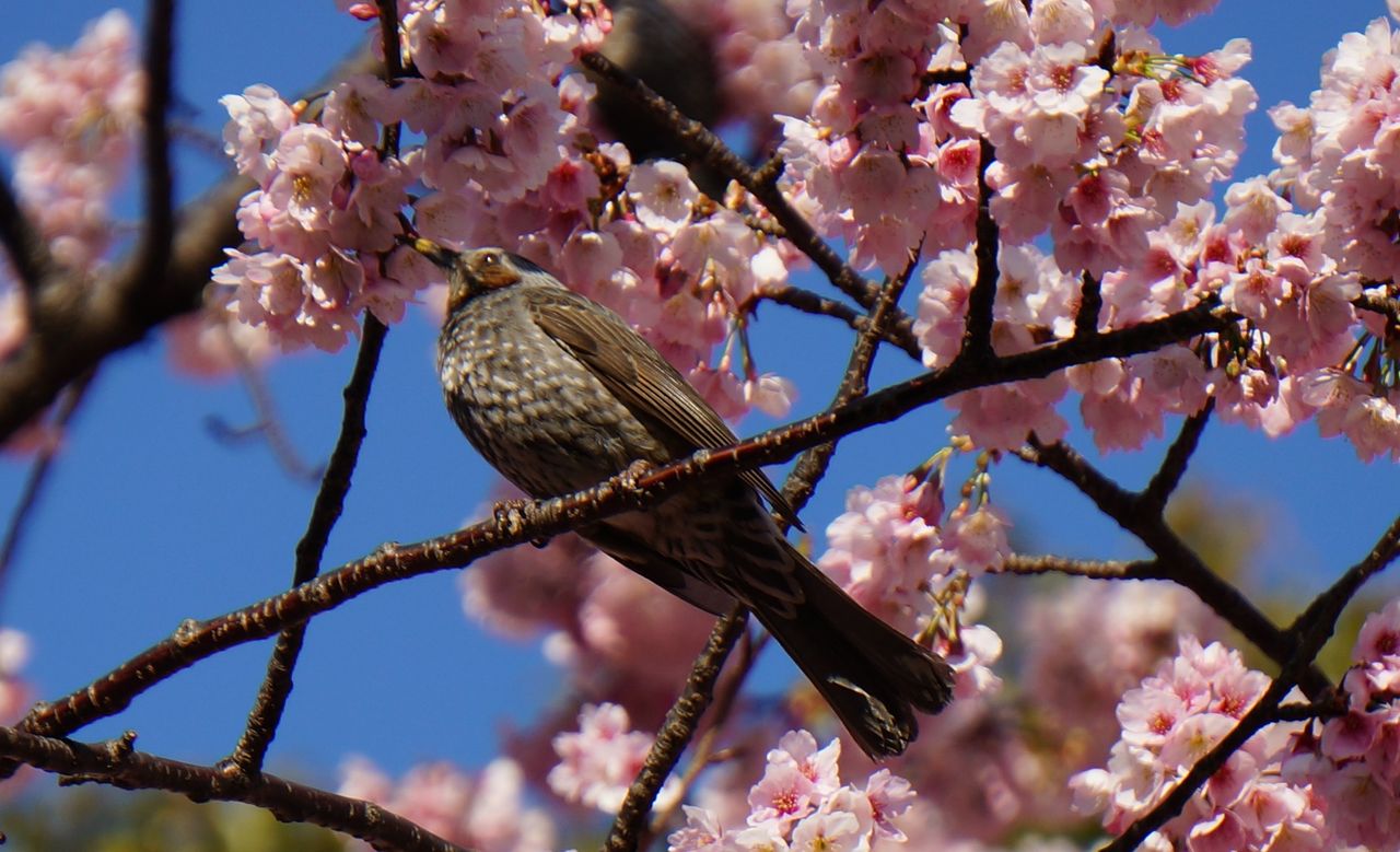 鳥 撮り No 023 桜 ヒヨドリ Pisnote