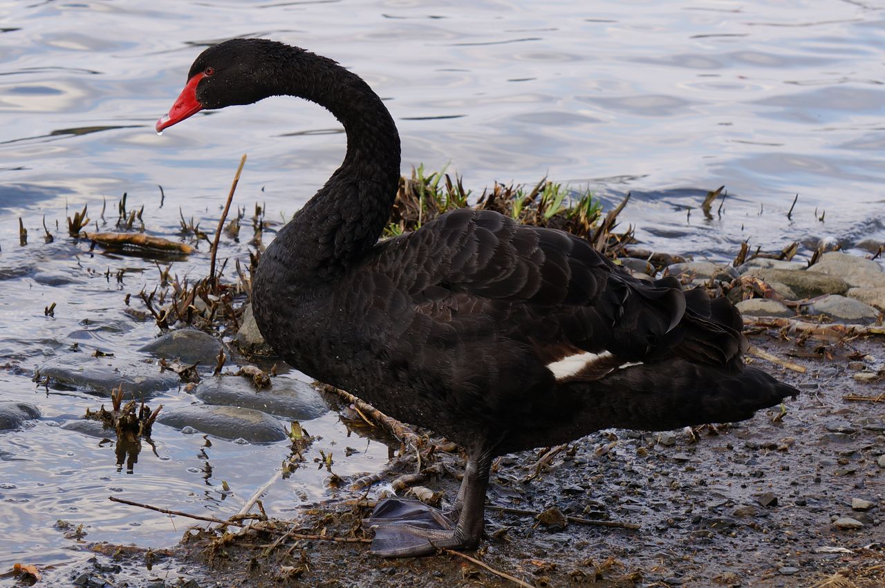 鳥 撮り No 026 コクチョウ Pisnote