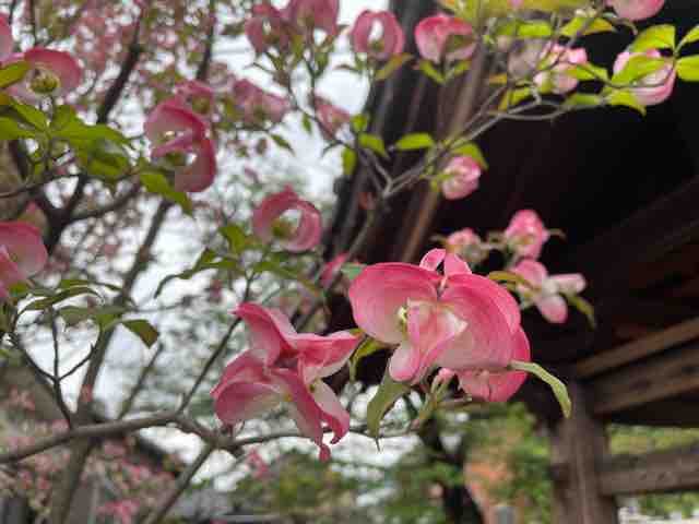本堂で法事を勤める 林高寺 寺ヨガ に行ってみようか 毎月２回開催