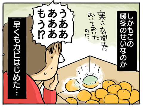 みかんのカビ2