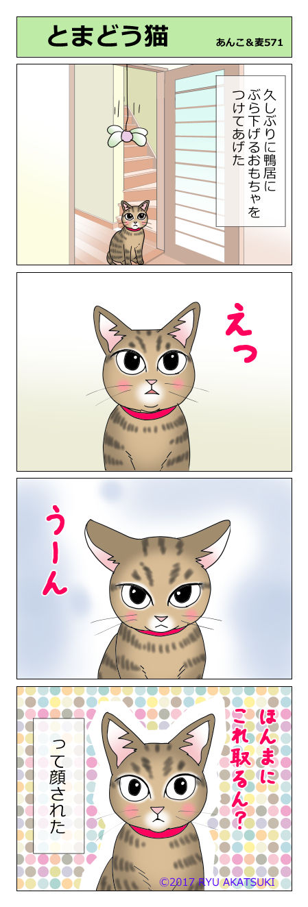 あんこ&麦STORY571