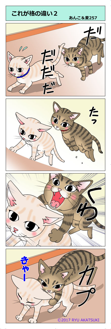 あんこ&麦STORY257