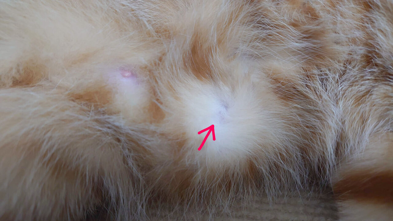 猫がいるだけで193話とまるのおヘソ あんこと麦と Powered By ライブドアブログ