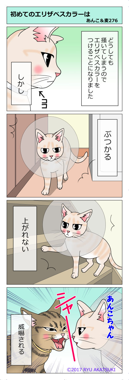 あんこ&麦STORY276