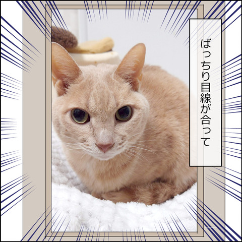 あんこ&麦STORY2427b