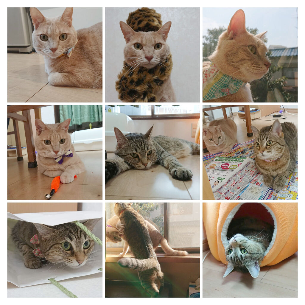 DSC_4741-COLLAGE