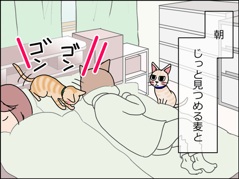 あんこ&麦STORY1502a