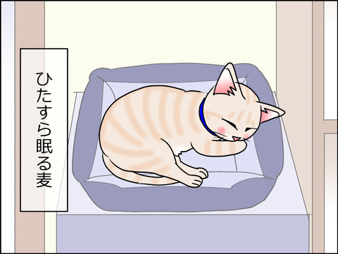 あんこ&麦kenko28c