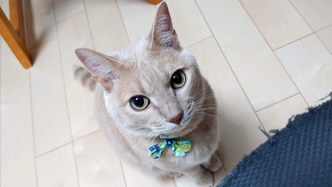あんこ 麦1628 可愛い猫にはトゲがある あんこと麦と Powered By ライブドアブログ