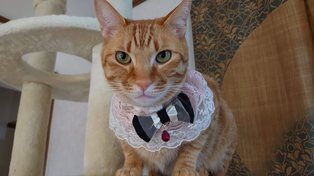 バレンタインのおしゃれ首輪 あんこと麦と Powered By ライブドアブログ