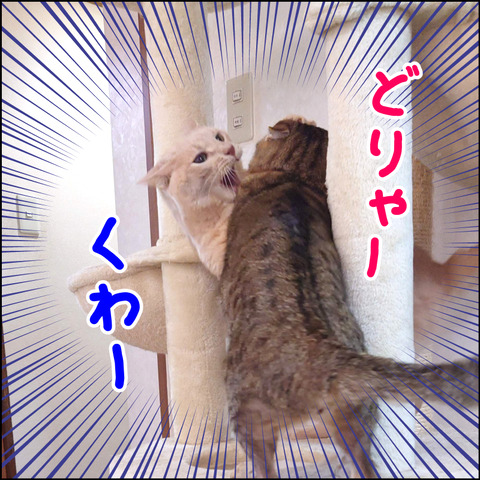 あんこ＆麦STORY2058b