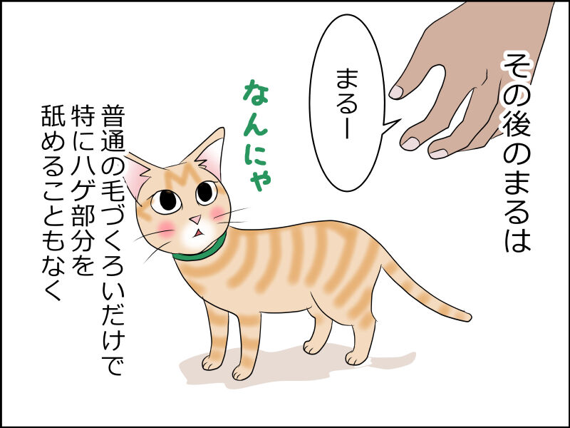 二週間たちました まると舐めハゲ あんこと麦と Powered By ライブドアブログ