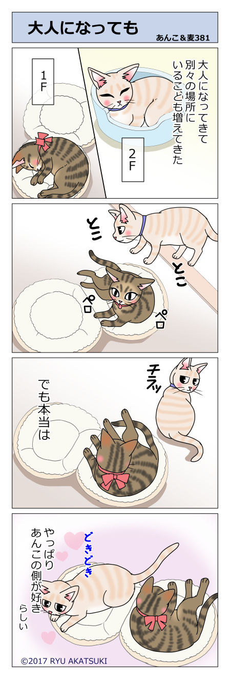 あんこ&麦STORY381