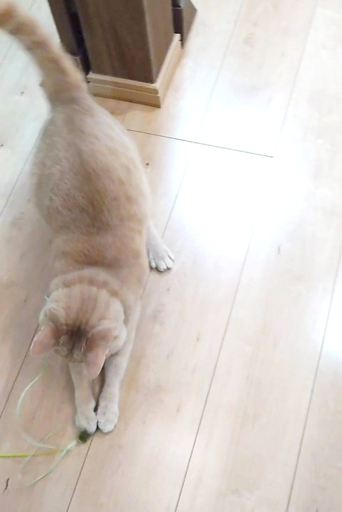 YouCut_20220519_133635164_000002