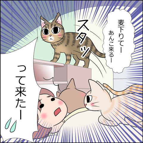 あんこ&麦STORY1772c