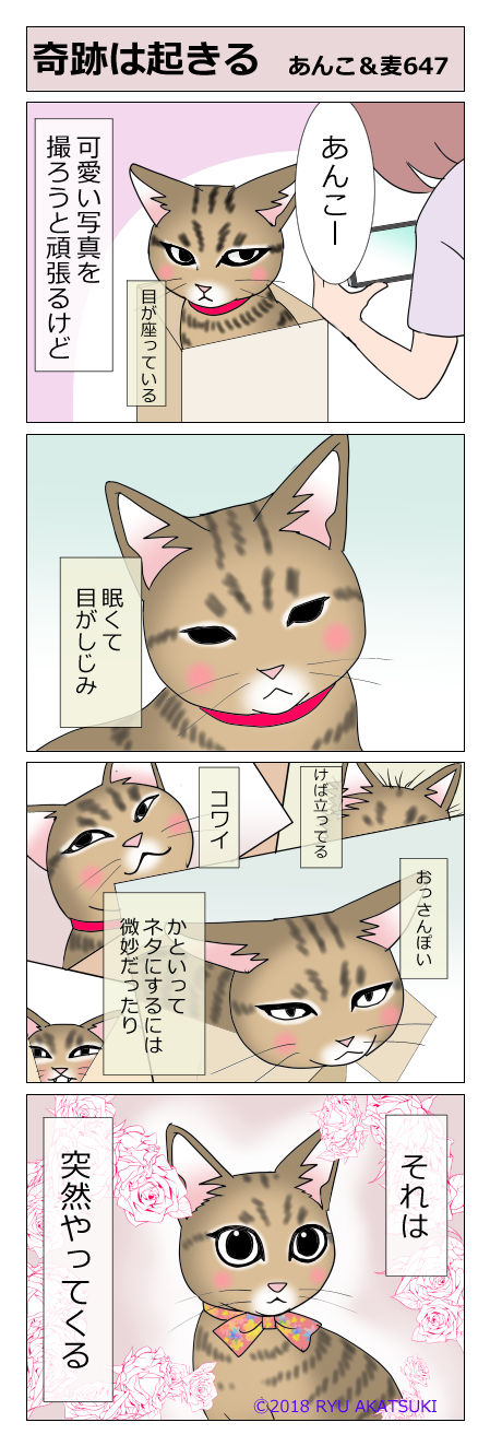 あんこ&麦STORY647