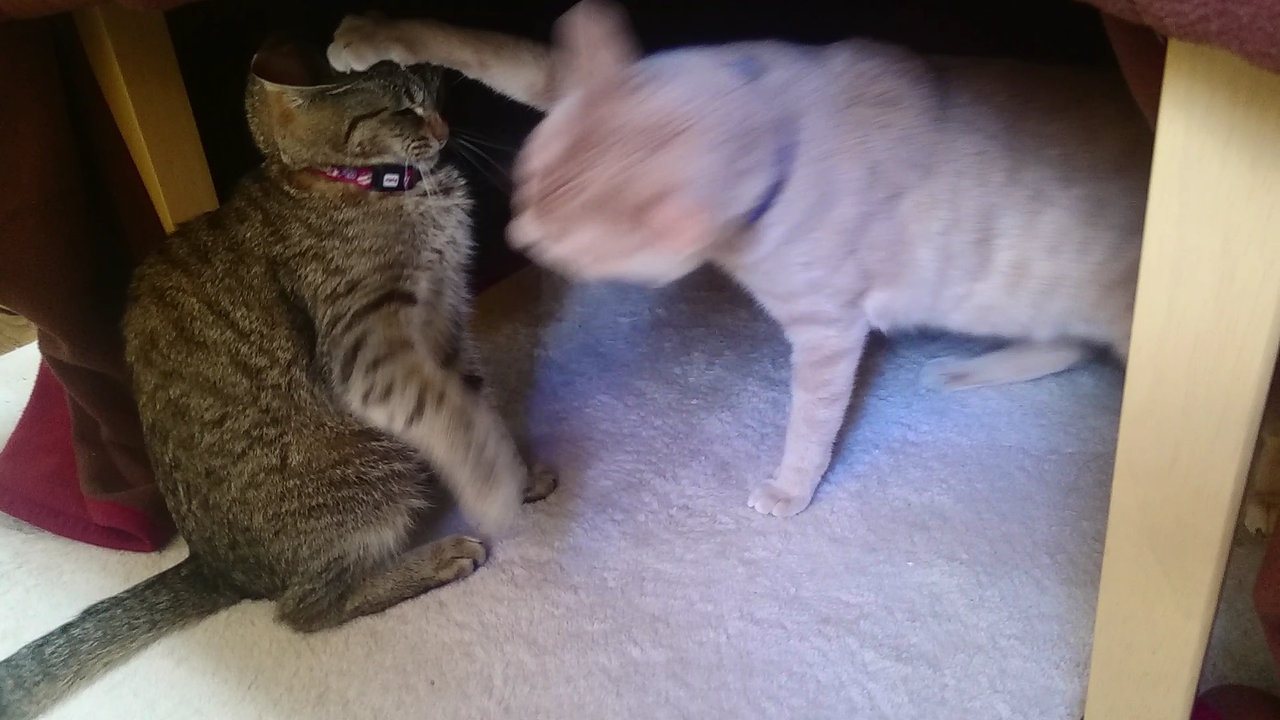 Screenshot_2017-01-05-15-02-18