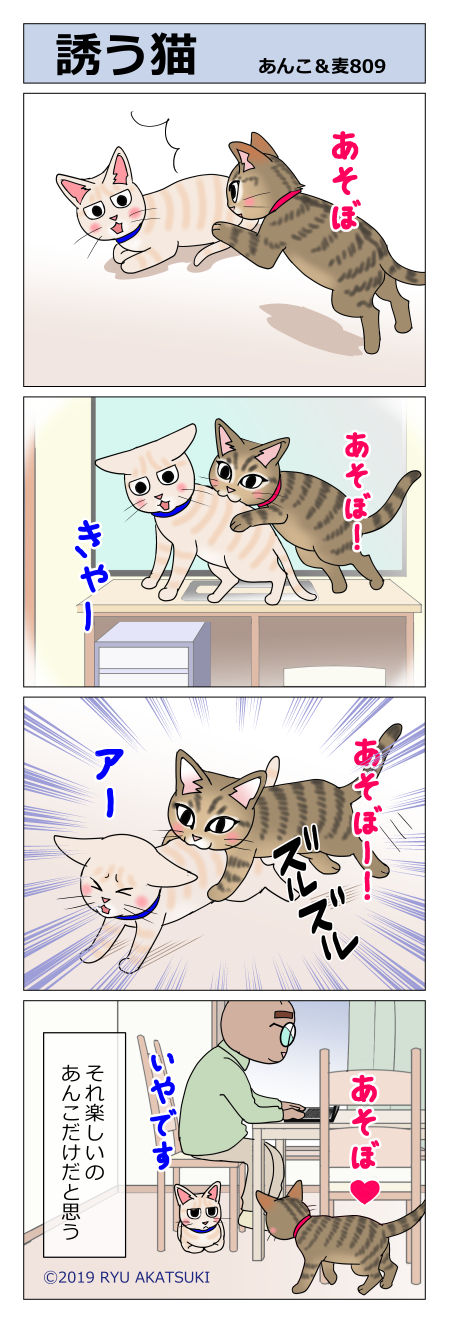 あんこ&麦STORY809