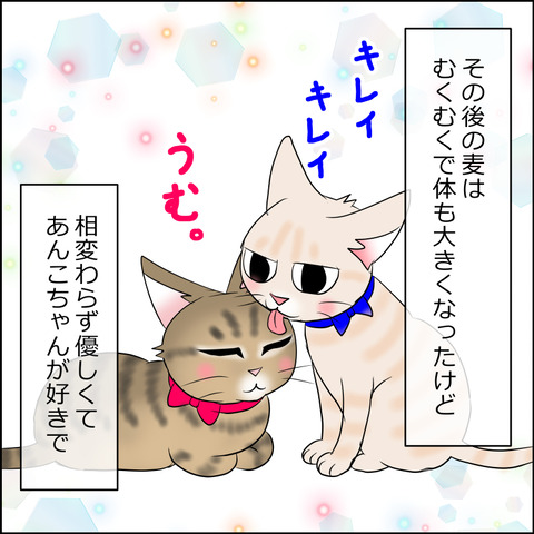 nekokita252a