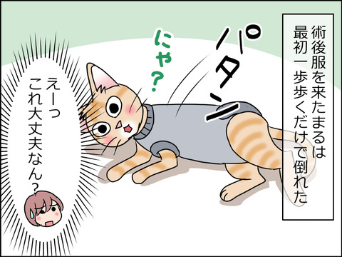 あんこ&麦kenko36a