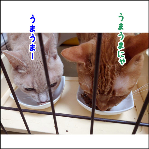 あんこ&麦STORY2352i