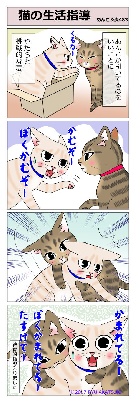 あんこ&麦STORY483