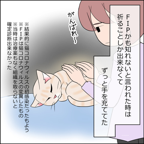 nekokita253b
