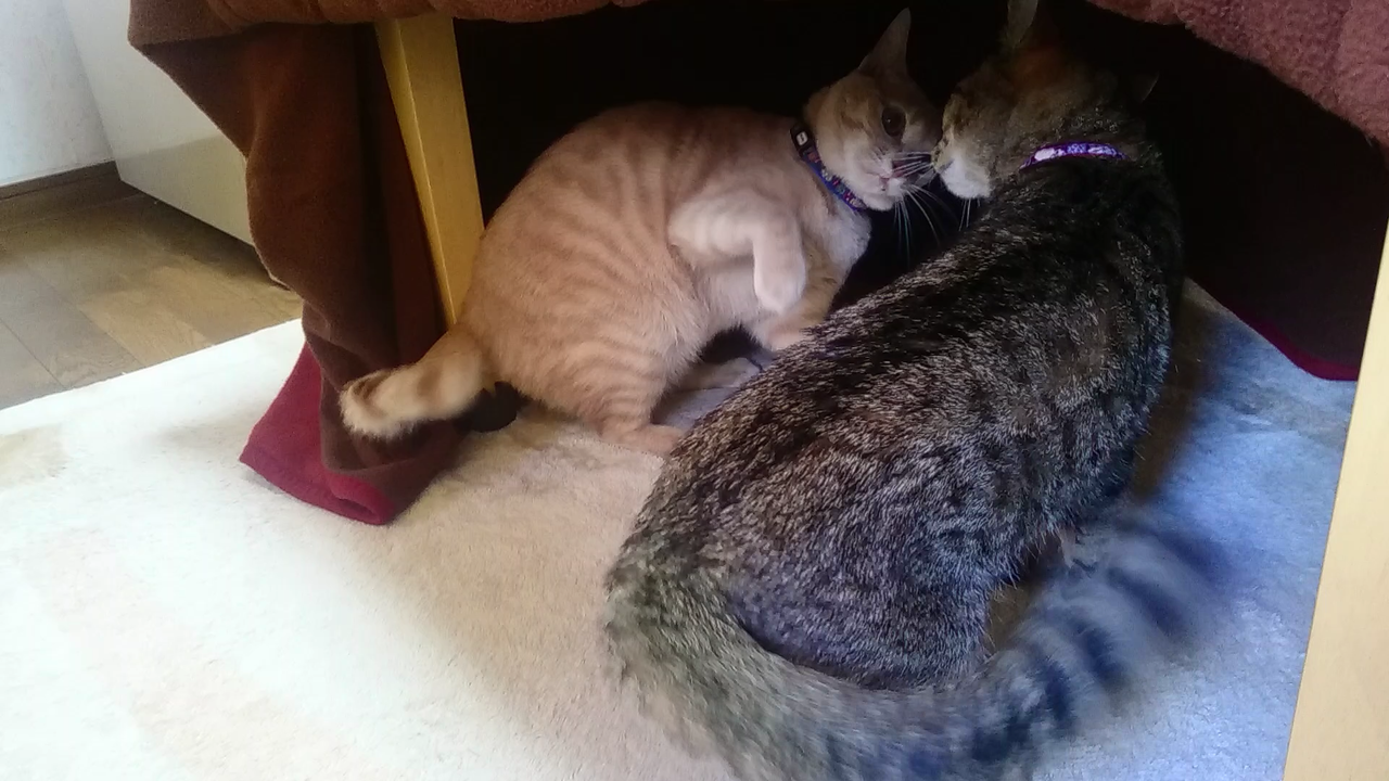 Screenshot_2017-01-05-15-00-55