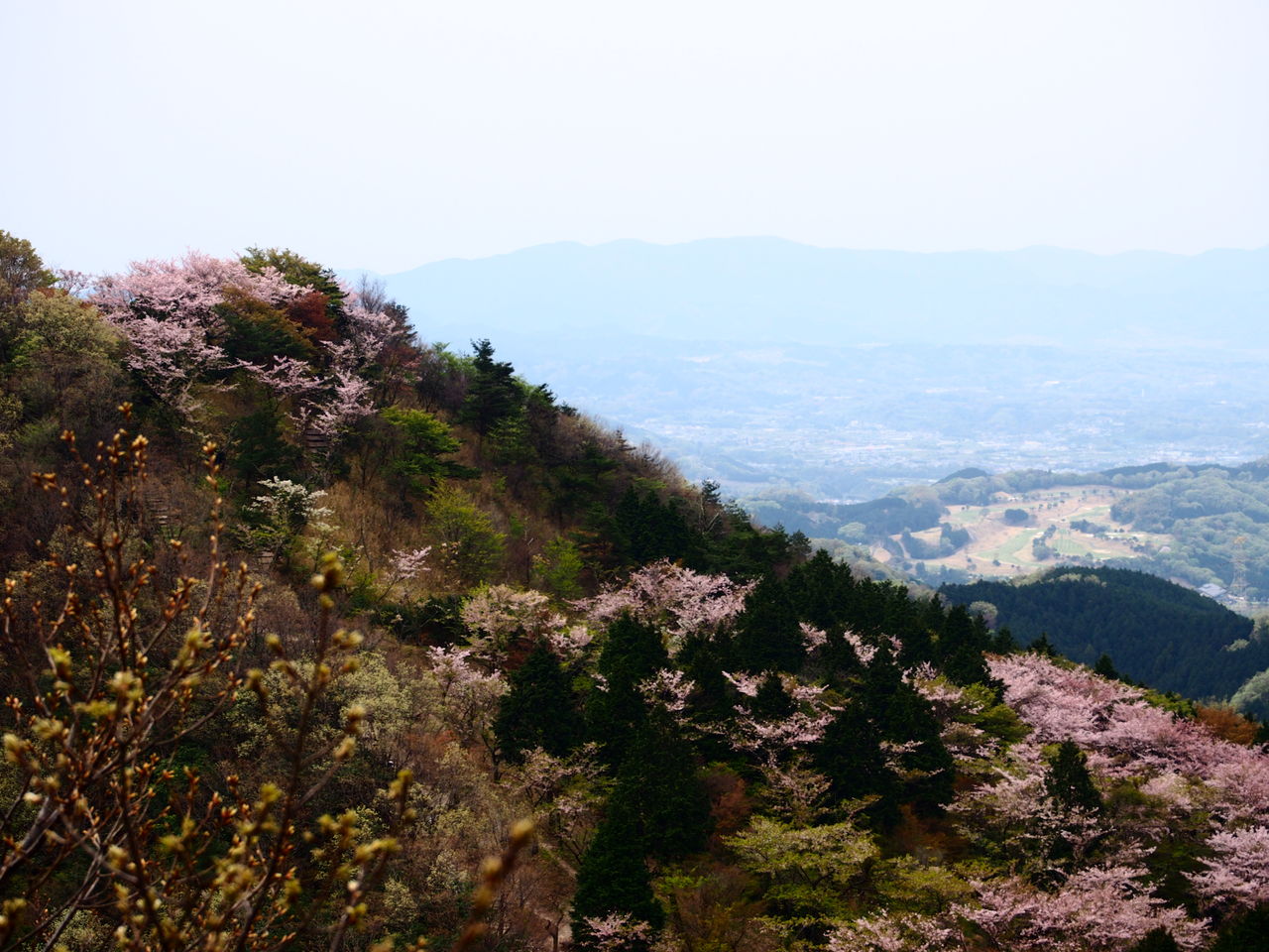 １週間遅れの桜たち 二上山 もっと登れば青い空 日々是セレッソ ときどきマウンテン