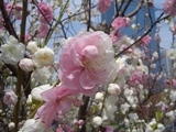 桃の花