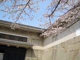 大手門と桜